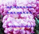 ֹ,ϴ󷨵ӹףʦ(26)
