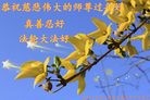法轮功,河南大法弟子恭祝师尊新年快乐(24条)
