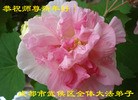 法轮功,成都大法弟子恭祝师尊新年快乐(28条)
