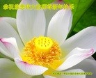 法轮功,保定大法弟子恭祝师尊新年快乐(28条)
