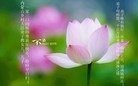 法轮功,内蒙古大法弟子恭祝师尊新年快乐(29条)
