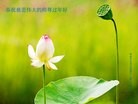 法轮功,内蒙古大法弟子恭祝师尊新年快乐(29条)
