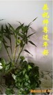 ֹ,ϴ󷨵ӹףʦ(31)
