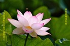 法轮功,陕西大法弟子恭祝师尊新年快乐(29条)
