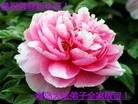 ֹ,ൺ󷨵ӹףʦ(32)
