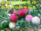 法轮功,大庆大法弟子恭祝师尊元旦快乐(22条)
