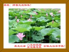 法轮功,黑龙江大法弟子恭祝师尊元旦快乐(23条)
