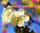 ֹ,ӱ󷨵ӹףʦԪ(18)
