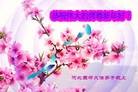 法轮功,河北大法弟子恭祝师尊元旦快乐(18条)
