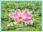 法轮功,重庆大法弟子恭祝师尊元旦快乐(22条)
