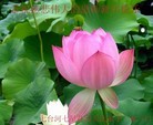 法轮功,黑龙江大法弟子恭祝师尊元旦快乐(23条)
