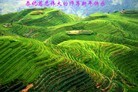 法轮功,佳木斯大法弟子恭祝师尊元旦快乐(45条)
