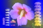 ֹ,ӱ󷨵ӹףʦԪ(24)
