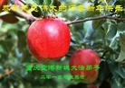 ֹ,󷨵ӹףʦԪ(29)
