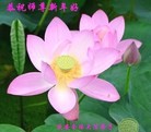 法轮功,黑龙江大法弟子恭祝师尊元旦快乐(26条)
