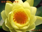 法轮功,黑龙江大法弟子恭祝师尊元旦快乐(26条)
