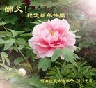 法轮功,河南大法弟子恭祝师尊元旦快乐(28条)
