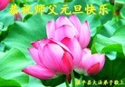 法轮功,河南大法弟子恭祝师尊元旦快乐(30条)
