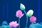 法轮功,山东大法弟子恭祝师尊元旦快乐(29条)

