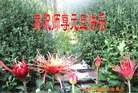 法轮功,大陆大法弟子恭祝师父元旦快乐(63条)
