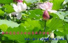 ֹ,½󷨵ӹףʦԪ֣58
