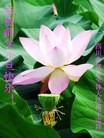 ֹ,½󷨵ӹףʦԪ֣58
