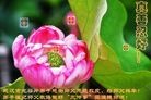 ֹ,人󷨵ӹףʦ(24)
