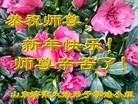 法轮功,济南大法弟子恭祝师尊新年快乐(25条)
