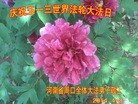 ֹ,ϴ󷨵ӹʦ𻪵ߴ󷨺鴫ʮ(21)
