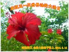法轮功,河南大法弟子恭贺师尊华诞暨大法洪传二十二周年(21条)
