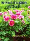 法轮功,河南大法弟子恭贺师尊华诞暨大法洪传二十二周年(21条)
