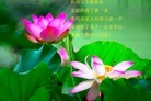 法轮功,河南大法弟子恭祝师尊中秋好(28条)
