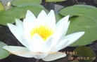 法轮功,陕西大法弟子恭祝师尊中秋好(25条)

