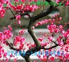 ֹ,󷨵ӹףʦ(19)
