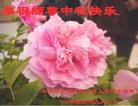 ֹ,ʯׯ󷨵ӹףʦ(30)
