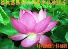 ֹ,󷨵ӹףʦ(25)
