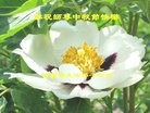 ֹ,󷨵ӹףʦ(25)
