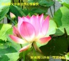 ֹ,ϴ󷨵ӹףʦ(26)
