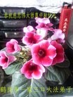 ֹ,󷨵ӹףʦ(24)
