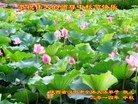 法轮功,陕西大法弟子恭祝师尊中秋好(21条)
