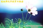 法轮功,陕西大法弟子恭祝师尊中秋好(25条)
