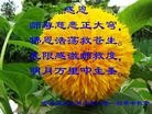 ֹ,ʡ󷨵ӹףʦ(75)
