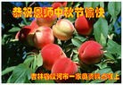 ֹ,ʡ󷨵ӹףʦ(75)
