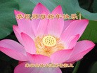 法轮功,山东大法弟子恭祝师尊过年好(28条)
