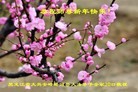 ֹ,󷨵ӹףʦ(20)
