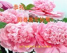 法轮功,锦州大法弟子恭祝师尊新年快乐(21条)
