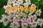 法轮功,北京大法弟子恭祝师尊新年好(22条)
