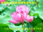 法轮功,黑龙江大法弟子恭祝师尊新年快乐(20条)
