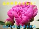 法轮功,山西大法弟子恭祝师尊新年快乐(24条)
