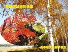 ֹ,󷨵ӹףʦ(22)
